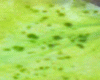 斑点状藻