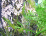 糸状藻