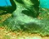 藍藻